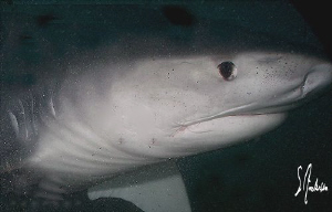 This image was taken at Tiger Beach - Bahamas. There were... by Steven Anderson 